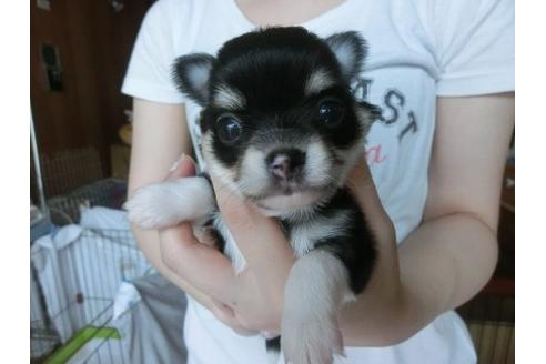 成約済の福岡県のチワワ-7107の1枚目