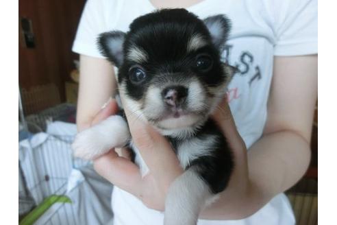 成約済の福岡県のチワワ-7107の2枚目