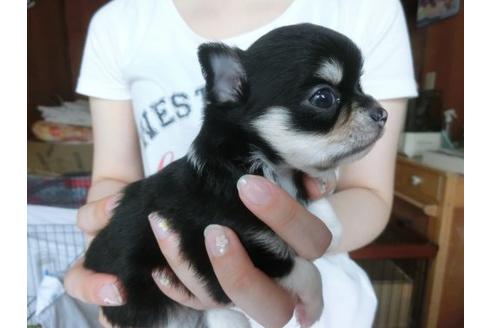 成約済の福岡県のチワワ-7107の3枚目