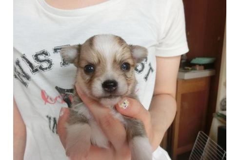 成約済の福岡県のチワワ-7108の1枚目