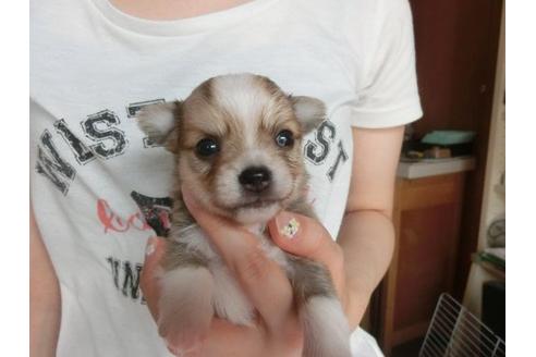 成約済の福岡県のチワワ-7108の2枚目