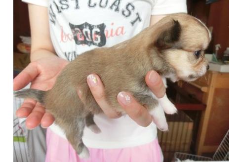 成約済の福岡県のチワワ-7108の3枚目