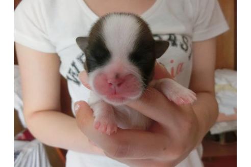 成約済の福岡県のシーズー-7109の1枚目