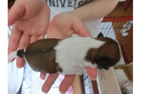 成約済の福岡県のシーズー-7109の2枚目