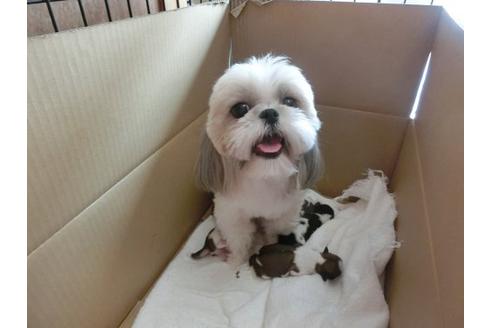 成約済の福岡県のシーズー-7109の3枚目