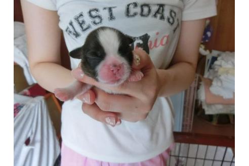 成約済の福岡県のシーズー-7110の1枚目