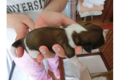 成約済の福岡県のシーズー-7110の2枚目