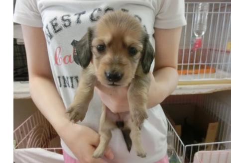 成約済の福岡県のミニチュアダックスフンド-7113の1枚目