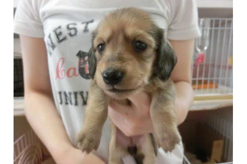 成約済の福岡県のミニチュアダックスフンド-7113の2枚目