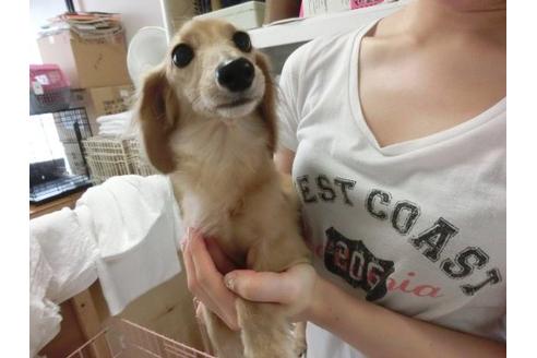 成約済の福岡県のミニチュアダックスフンド-7113の3枚目