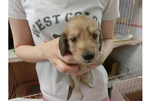 成約済の福岡県のミニチュアダックスフンド-7114の2枚目