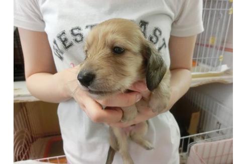 成約済の福岡県のミニチュアダックスフンド-7114の3枚目