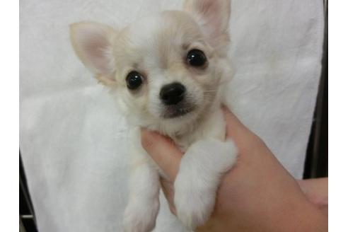 成約済の福岡県のチワワ-7115の1枚目