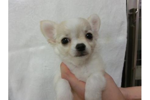 成約済の福岡県のチワワ-7115の2枚目