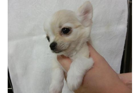 成約済の福岡県のチワワ-7115の3枚目
