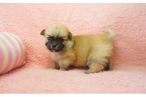 成約済の奈良県のミックス犬-6448の2枚目