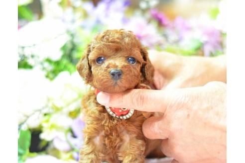 成約済の埼玉県のトイプードル-6326の1枚目