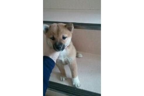 成約済の山口県の柴犬-7226の1枚目