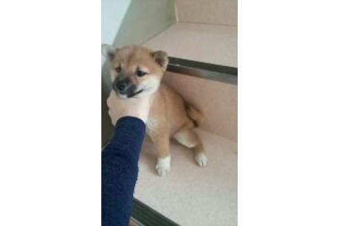 成約済の山口県の柴犬-7226の2枚目
