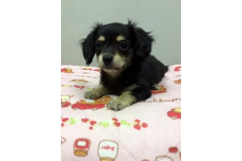 成約済の大分県のミックス犬-7261の1枚目