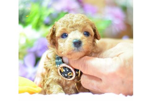 成約済の埼玉県のトイプードル-6313の1枚目