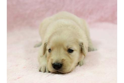 成約済の栃木県のゴールデンレトリーバー-7322の2枚目