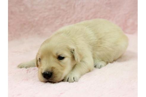 成約済の栃木県のゴールデンレトリーバー-7322の3枚目