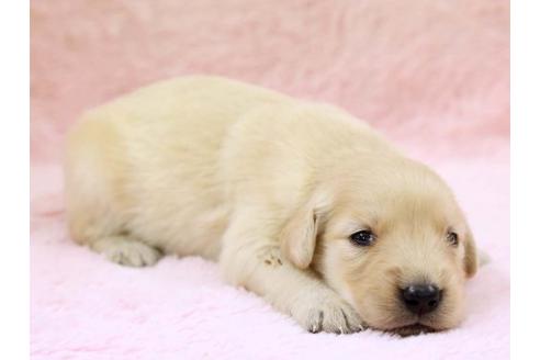 成約済の栃木県のゴールデンレトリーバー-7322の1枚目
