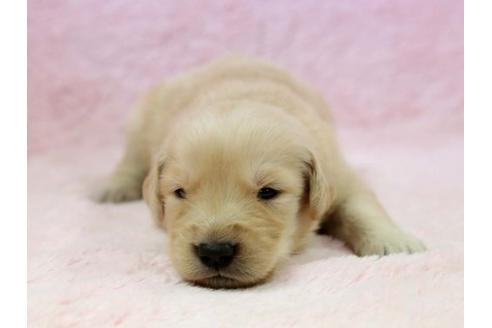 成約済の栃木県のゴールデンレトリーバー-7328の1枚目