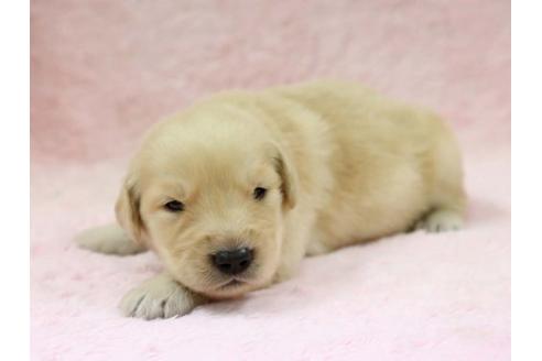 成約済の栃木県のゴールデンレトリーバー-7328の2枚目