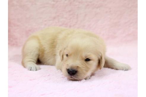 成約済の栃木県のゴールデンレトリーバー-7328の3枚目