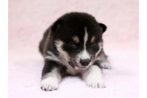 成約済の栃木県の柴犬-7330の1枚目