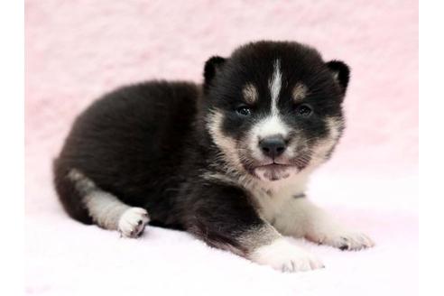 成約済の栃木県の柴犬-7330の2枚目