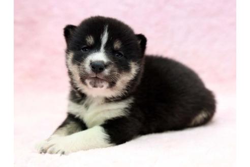 成約済の栃木県の柴犬-7330の3枚目