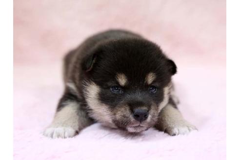 成約済の栃木県の柴犬-7331の1枚目