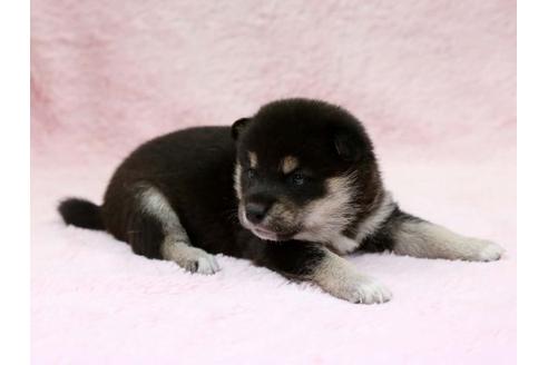 成約済の栃木県の柴犬-7331の2枚目