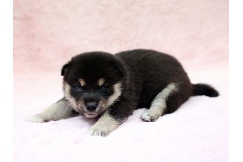 成約済の栃木県の柴犬-7331の3枚目