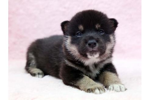 成約済の栃木県の柴犬-7332の1枚目