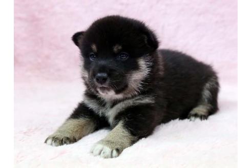 成約済の栃木県の柴犬-7332の2枚目