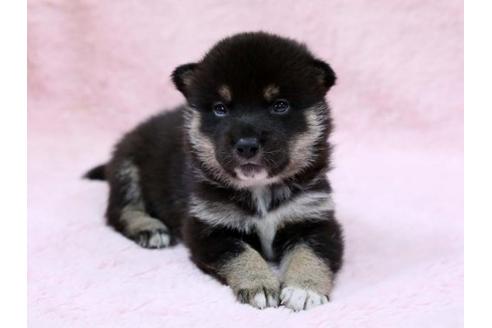 成約済の栃木県の柴犬-7332の3枚目