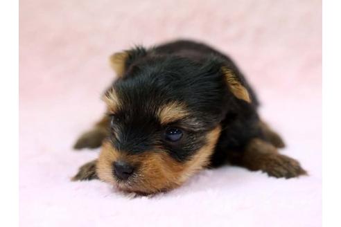 成約済の栃木県のヨークシャーテリア-7334の1枚目