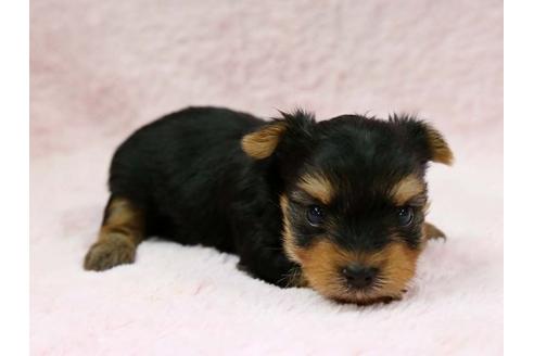 成約済の栃木県のヨークシャーテリア-7334の2枚目