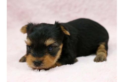 成約済の栃木県のヨークシャーテリア-7334の3枚目