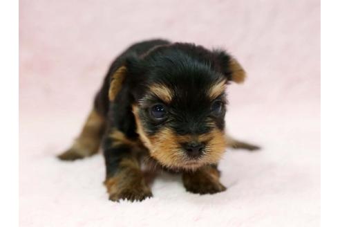 成約済の栃木県のヨークシャーテリア-7335の3枚目