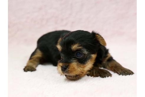 成約済の栃木県のヨークシャーテリア-7335の2枚目