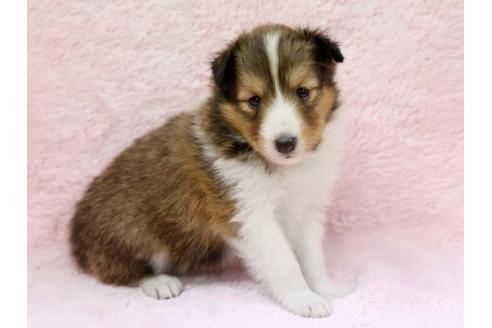 成約済の栃木県のシェットランドシープドッグ(シェルティ)-7336の1枚目