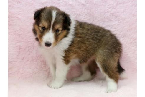 成約済の栃木県のシェットランドシープドッグ(シェルティ)-7336の2枚目