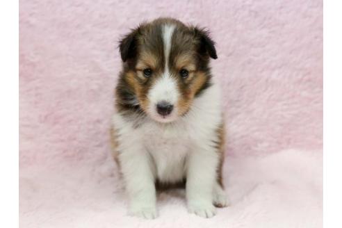 成約済の栃木県のシェットランドシープドッグ(シェルティ)-7336の3枚目