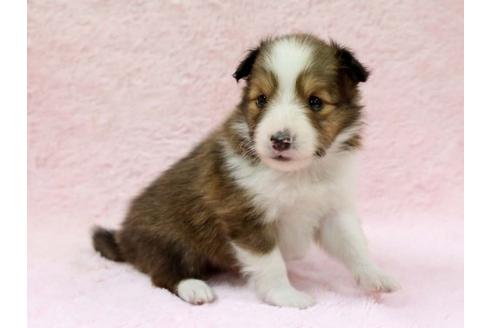 成約済の栃木県のシェットランドシープドッグ(シェルティ)-7337の1枚目