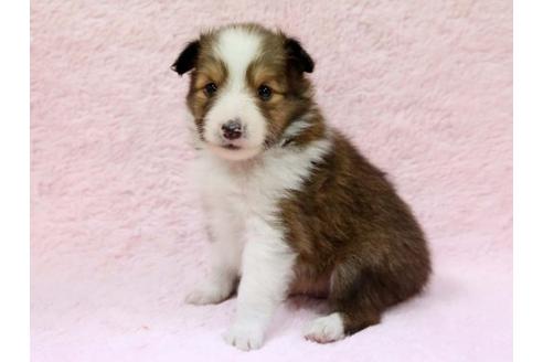 成約済の栃木県のシェットランドシープドッグ(シェルティ)-7337の2枚目